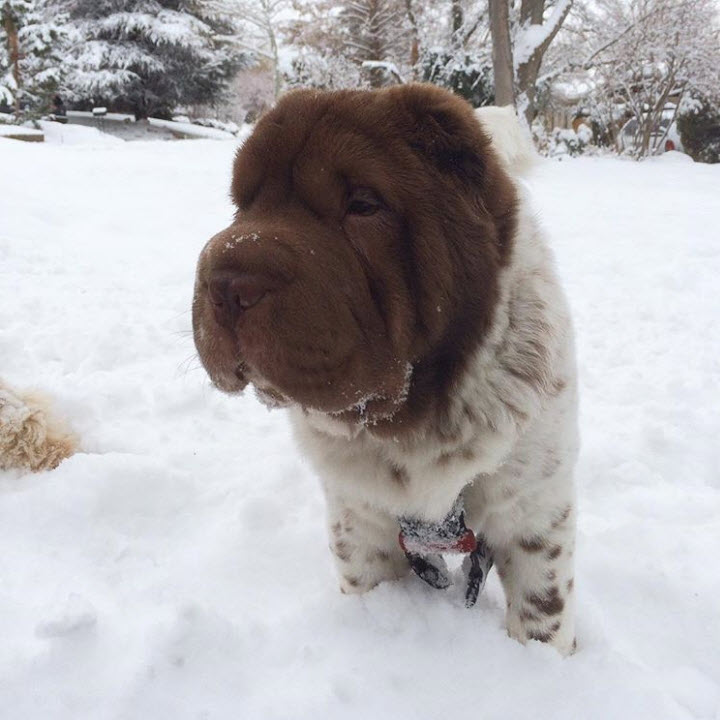 Illustration de l'article : 17 photos de chiens Shar-Pei prouvant qu'une peau plissée peut être la plus jolie des choses